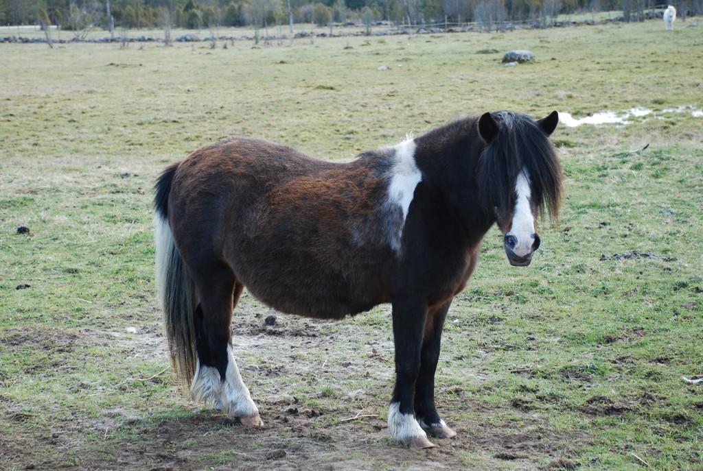 Mätta riding farm