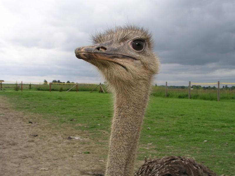 Sassi Ostrich Farm