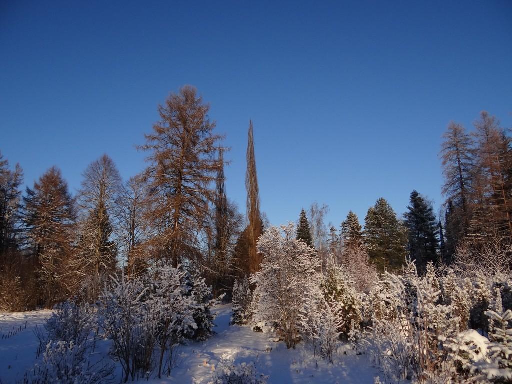 Der Pflanzengarten in Järvselja