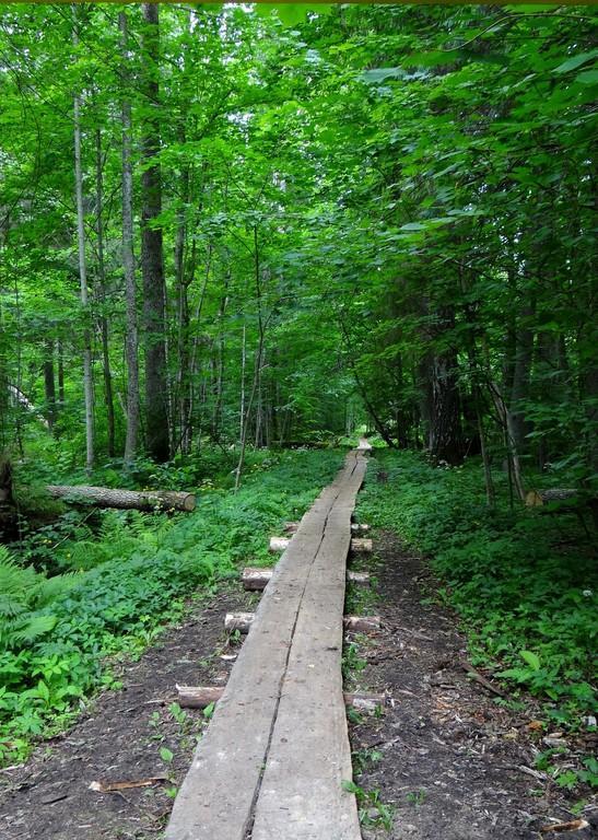 Järvselja Primeval Forest Nature Study Trail