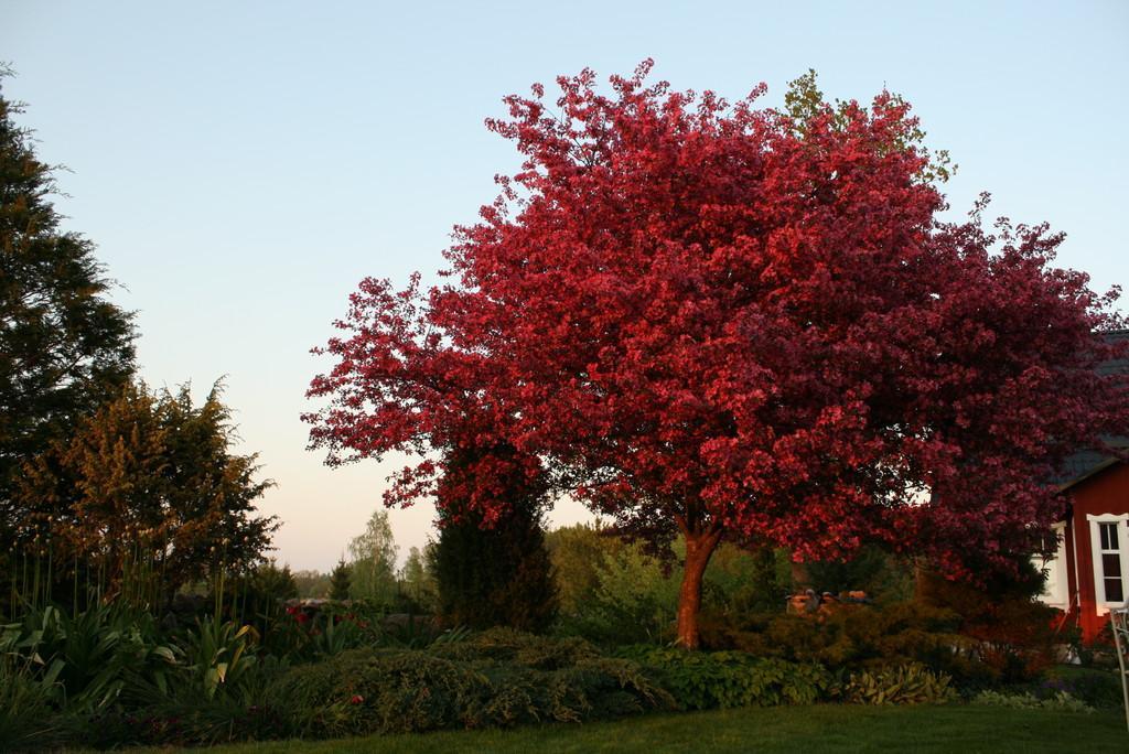 Palusalu Garden