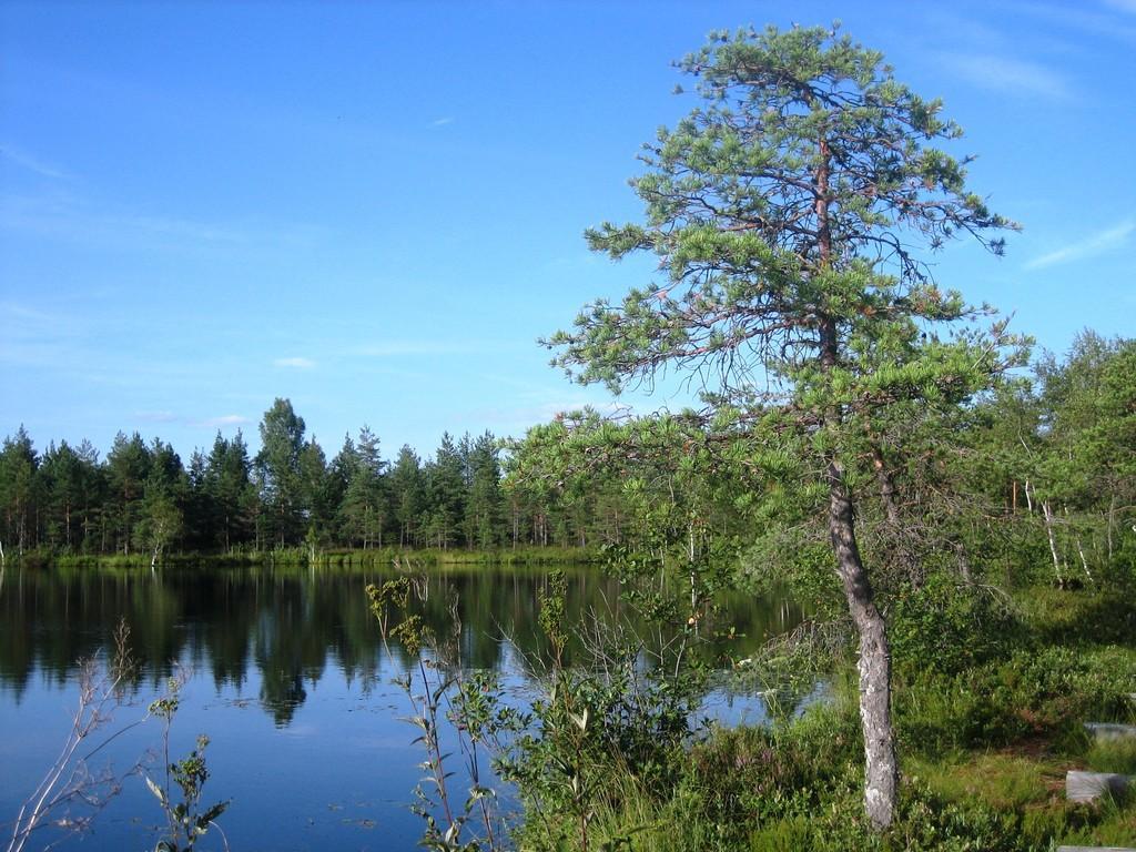 RMK Jalase nature trail in the Jalase landscape protection area in Rapla County