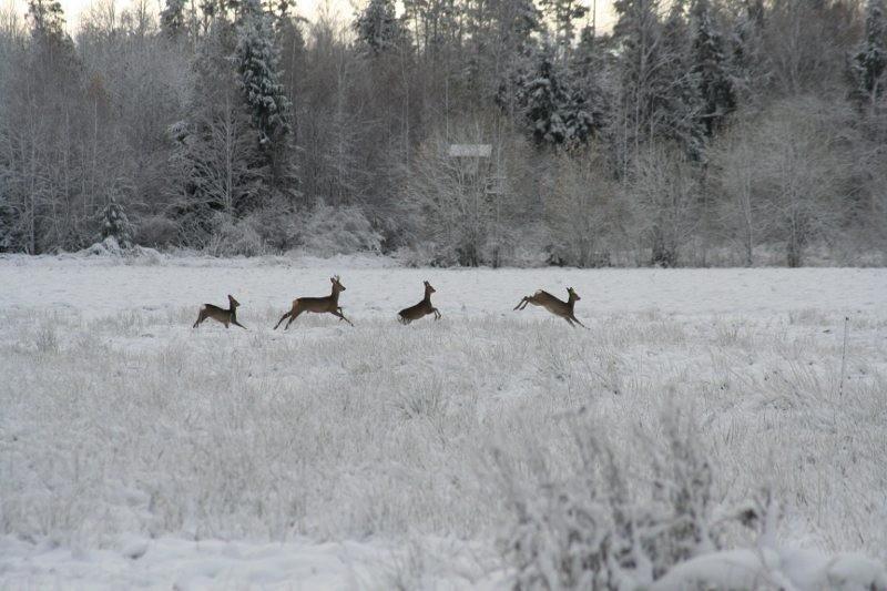 Kitsed Põnkal, Soomaa Rahvuspargis