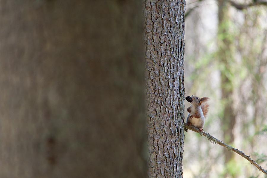 Hike on the paths and in the footsteps of Sangaste's Rye Count