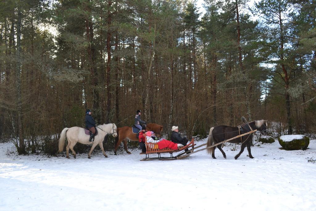 Horse trips to the land of fairies - on a sleigh, a carriage or on horseback