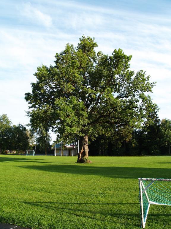 Die Eiche im Stadion von Orissaare - europäischer Baum des Jahres 2015