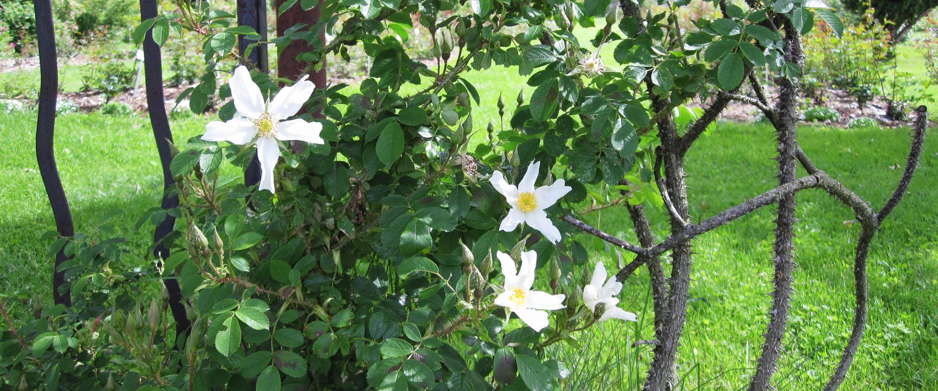 Põltsamaa Rose Garden