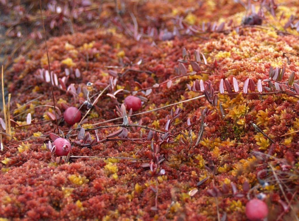 Cranberry hike in Soomaa bogs