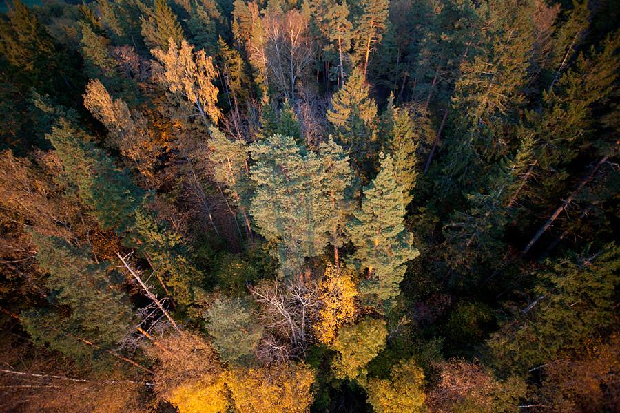 Rudens pārgājiens ar sniega kurpēm un dzeltējoši bērzi Laukasoo purvā, Tartu apriņķī