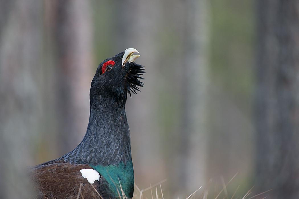 Suokenkäretki Tartumaan Laukasuossa ja metso