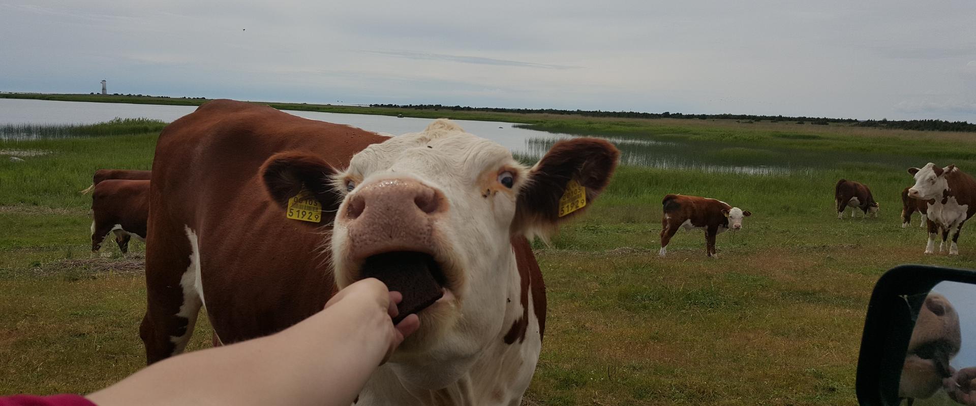 Nässuma Puhkekeskus, Pulga talu