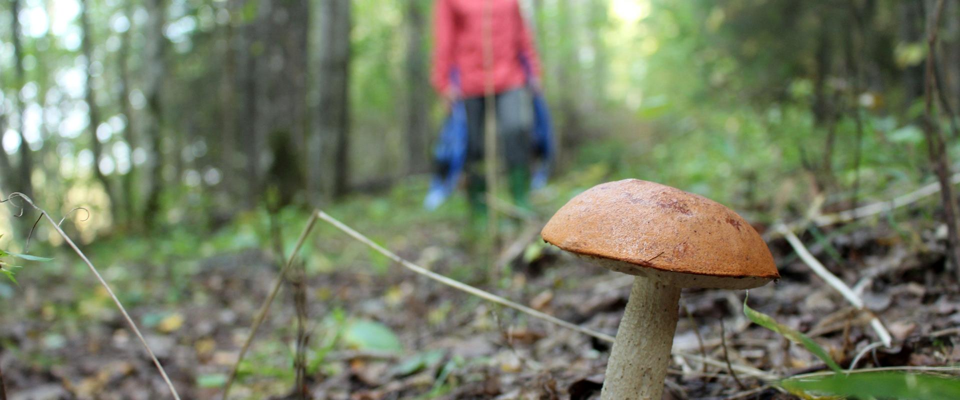 We are going to follow a local Soomaa tour guide to mushroom forests familiar to them in order to learn about various edible and inedible mushrooms. A