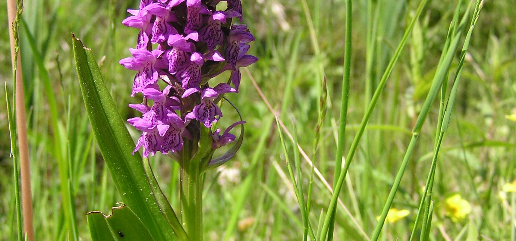 Kõrgessaare orchids’ study bed