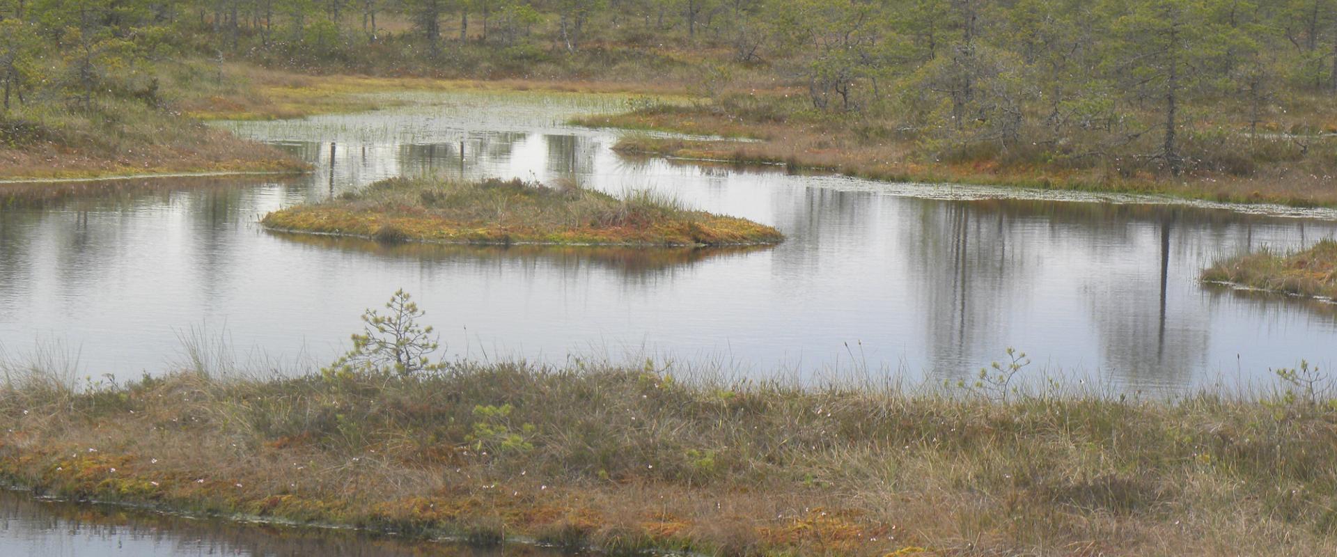 Lehrpfad im Moor Männikjärve