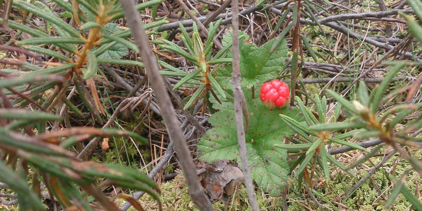 Bog shoe hikes in Meelva bog