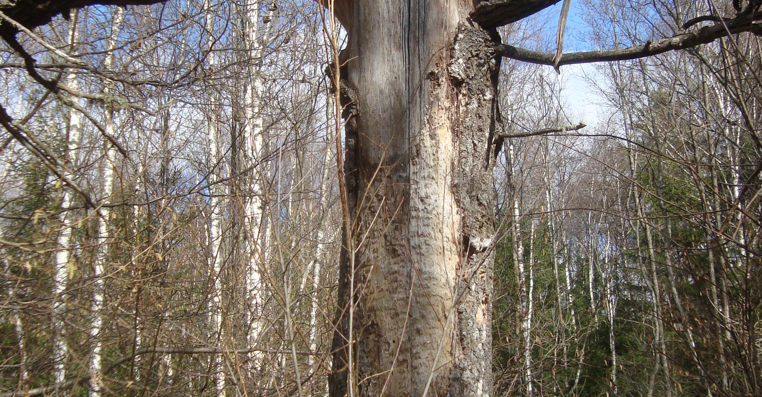 Puu Sepamäe kirdenurgas