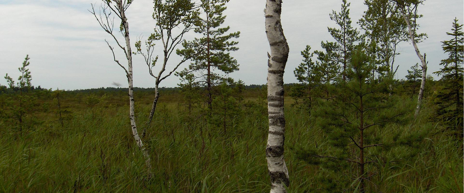 Virussaare räätsadega rabamatk ennemuistsetel radadel