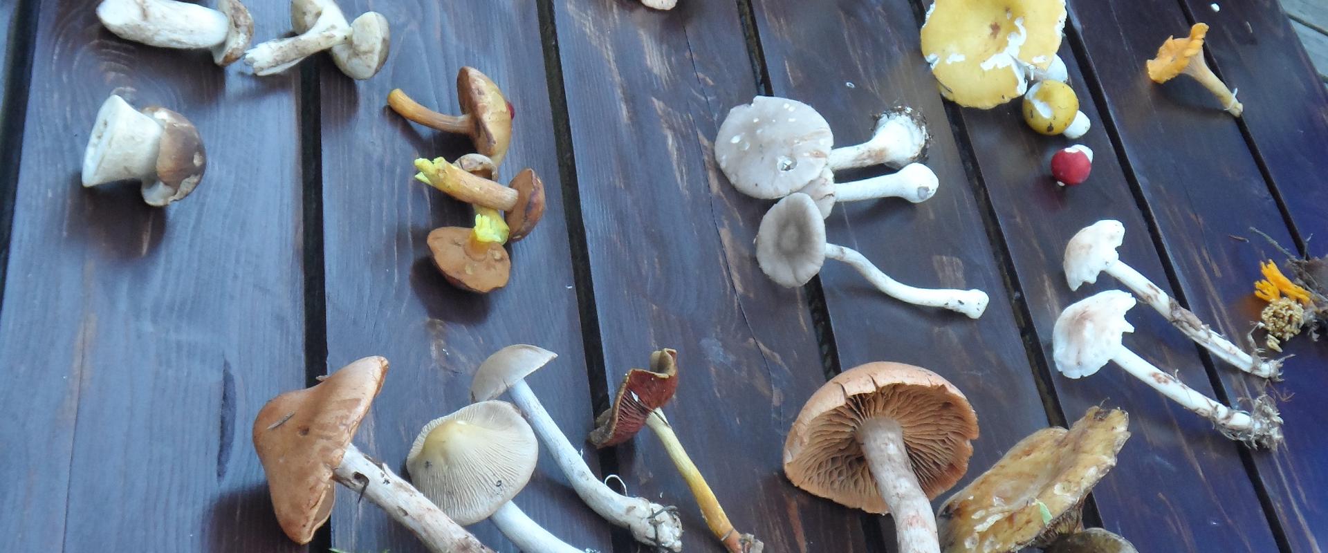 Mushrooming in Estonia