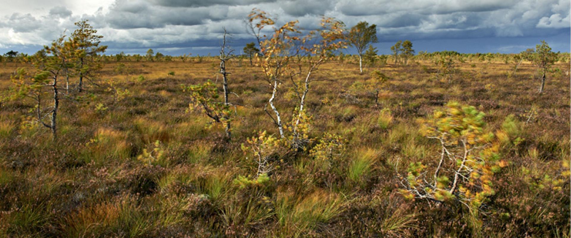 Virunan talon kanoottimatka suojärville