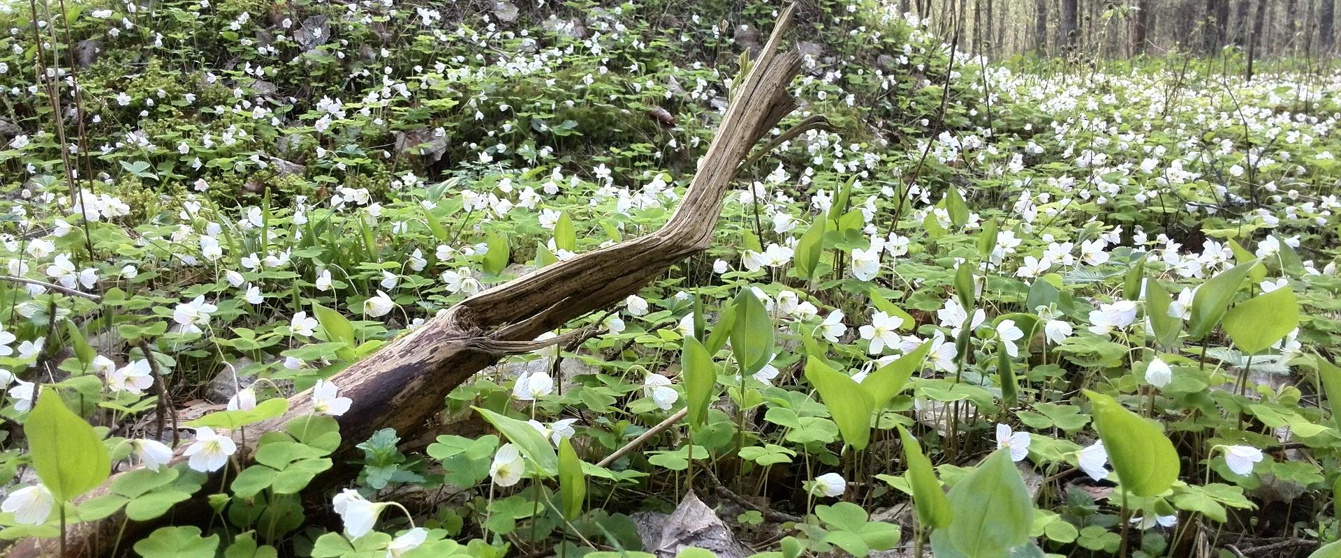 Paralepa forest tracks