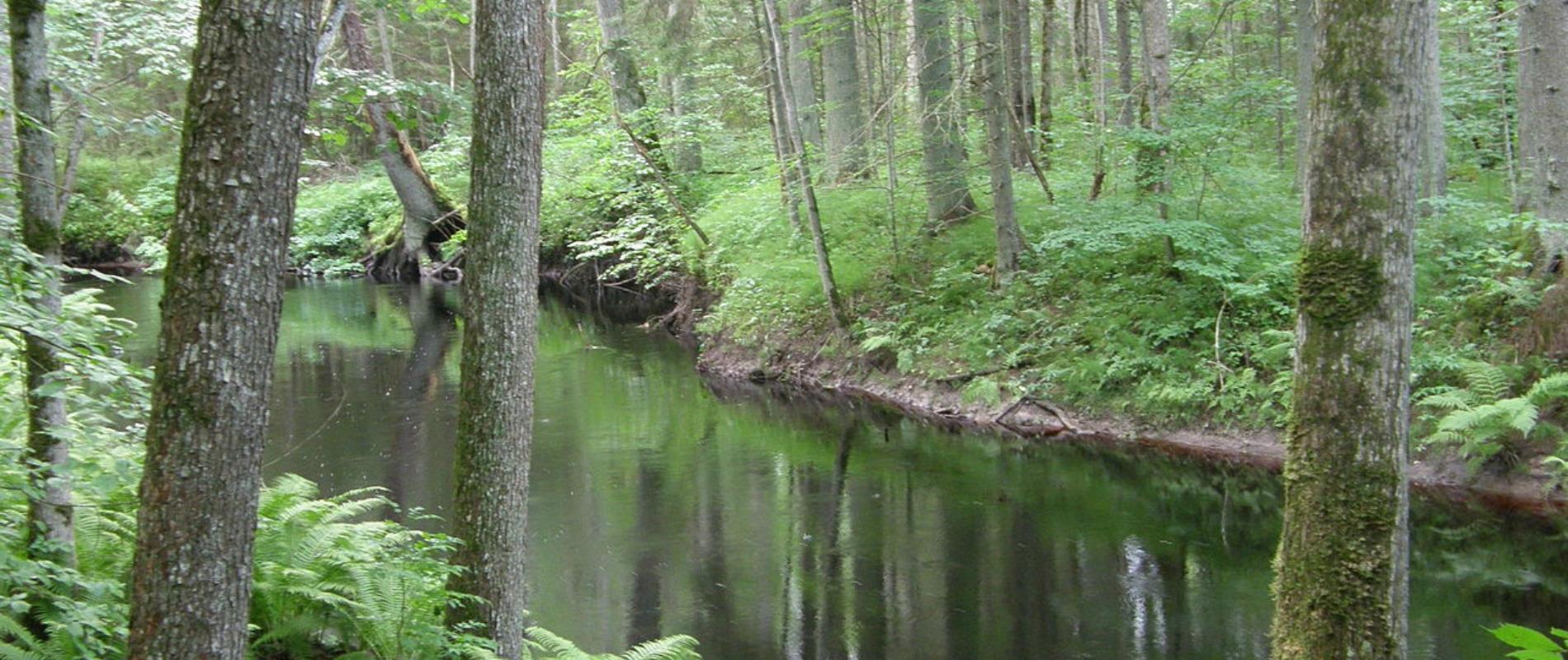 Der Poruni-Wanderweg verläuft im Urwald und am Ufer des Flusses Poruni, der in den Fluss Narva mündet. Der teils auf dem Waldweg, teils auf einem Bret