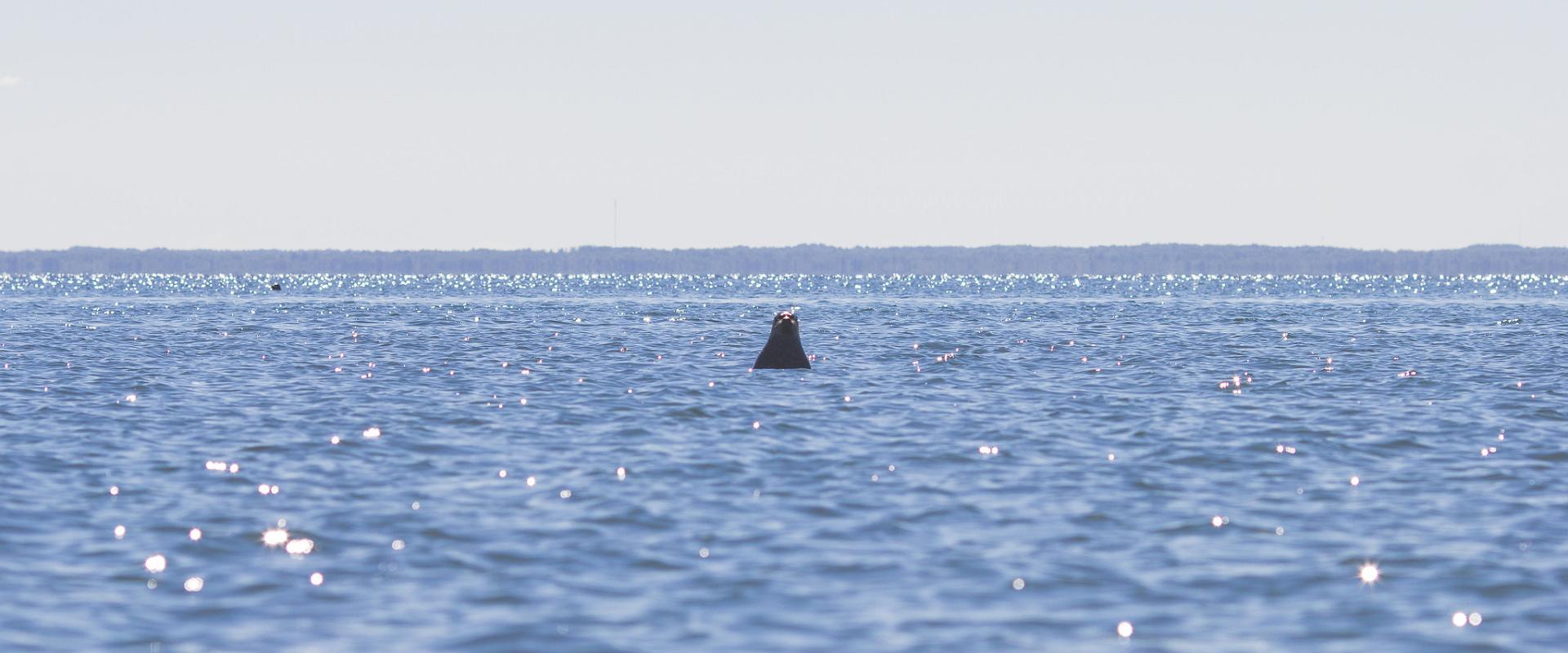 Two-day kayaking trip around the islets of Hiiumaa