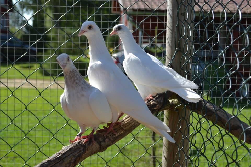 Animal and bird park in Teispere Farm