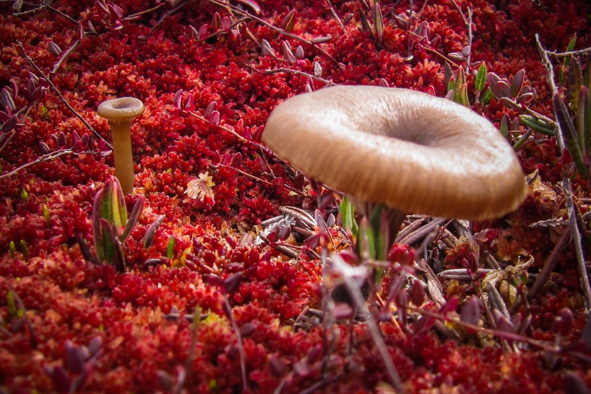 Kanuu.ee bogshoe hike in Kakerdaja bog