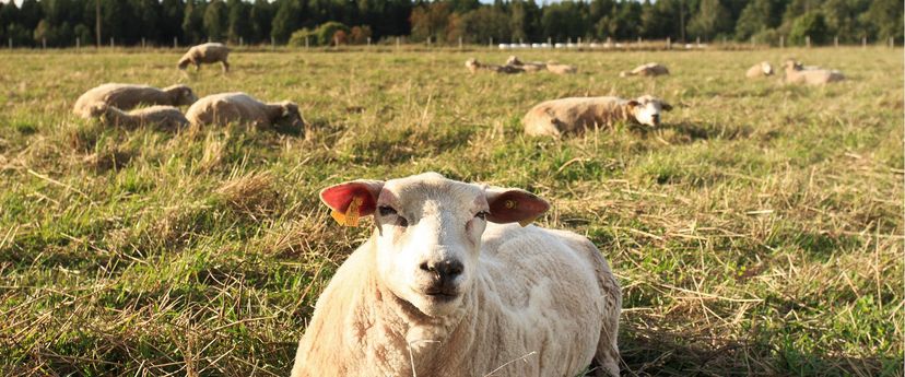 Vihula Mõisa öko-farm