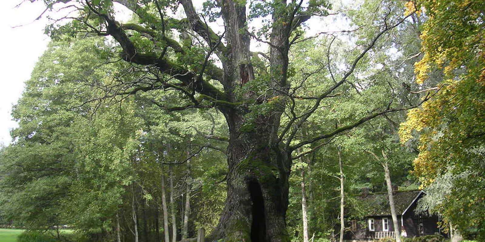 Tülivere sacred oak