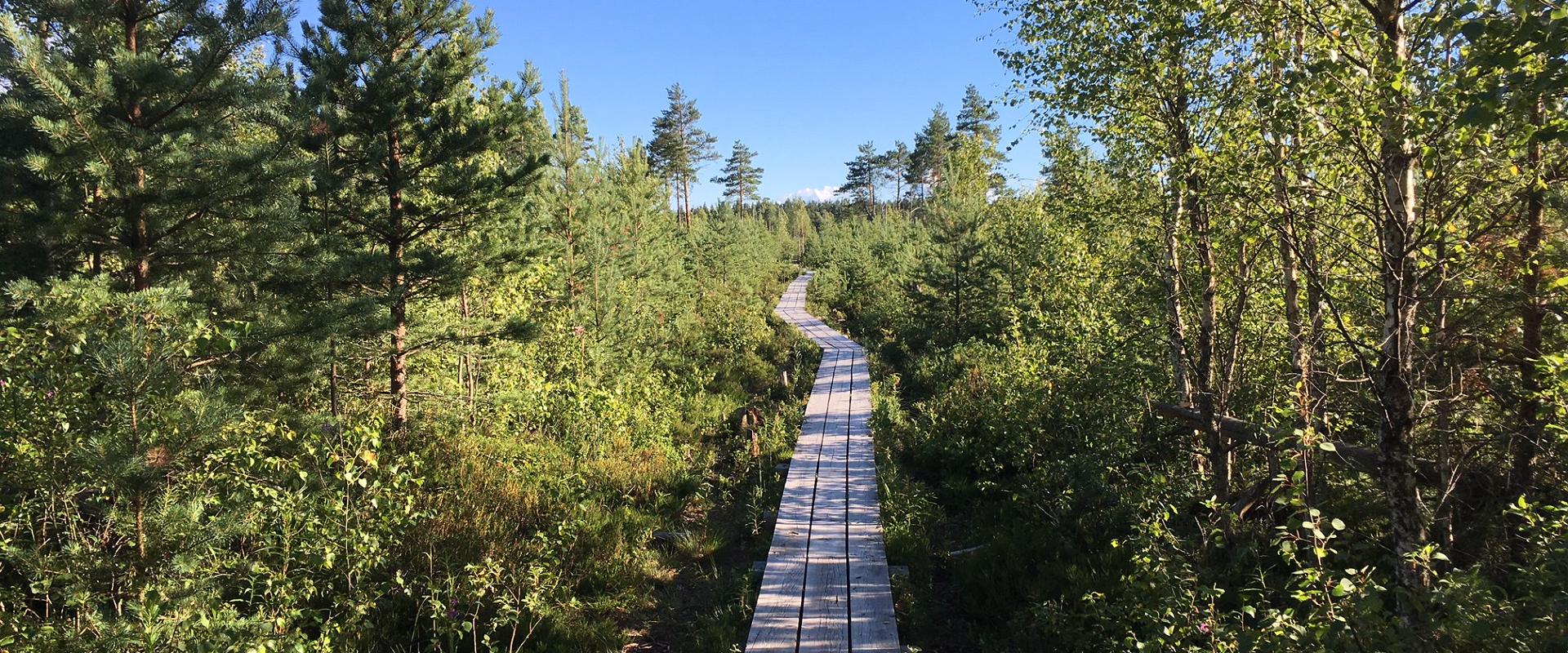 Das Naturschutzgebiet Pääsküla liegt wohl innerhalb der Stadtgrenzen, aber Wildheit wird dort genug geboten. Ein Besuch des Pääsküla-Hochmoores ist ei