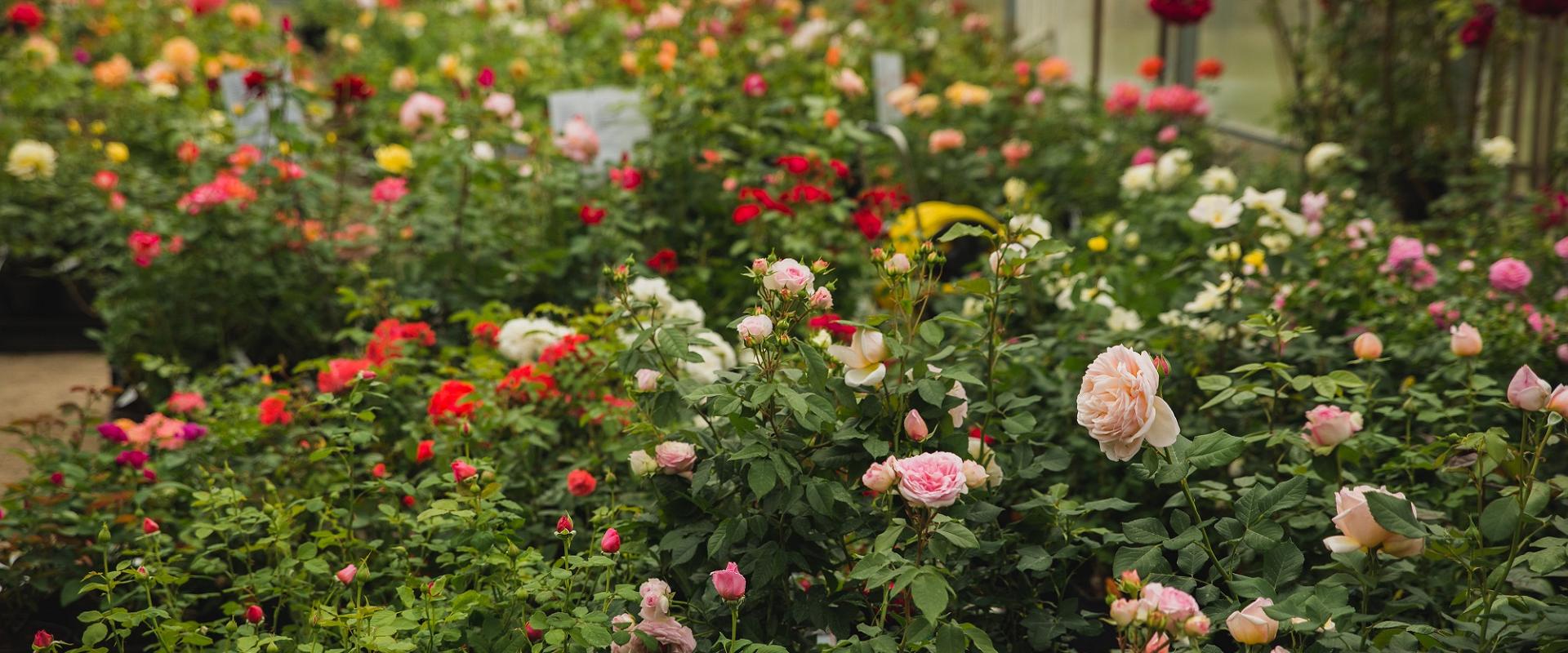 Põltsamaa Rose Garden