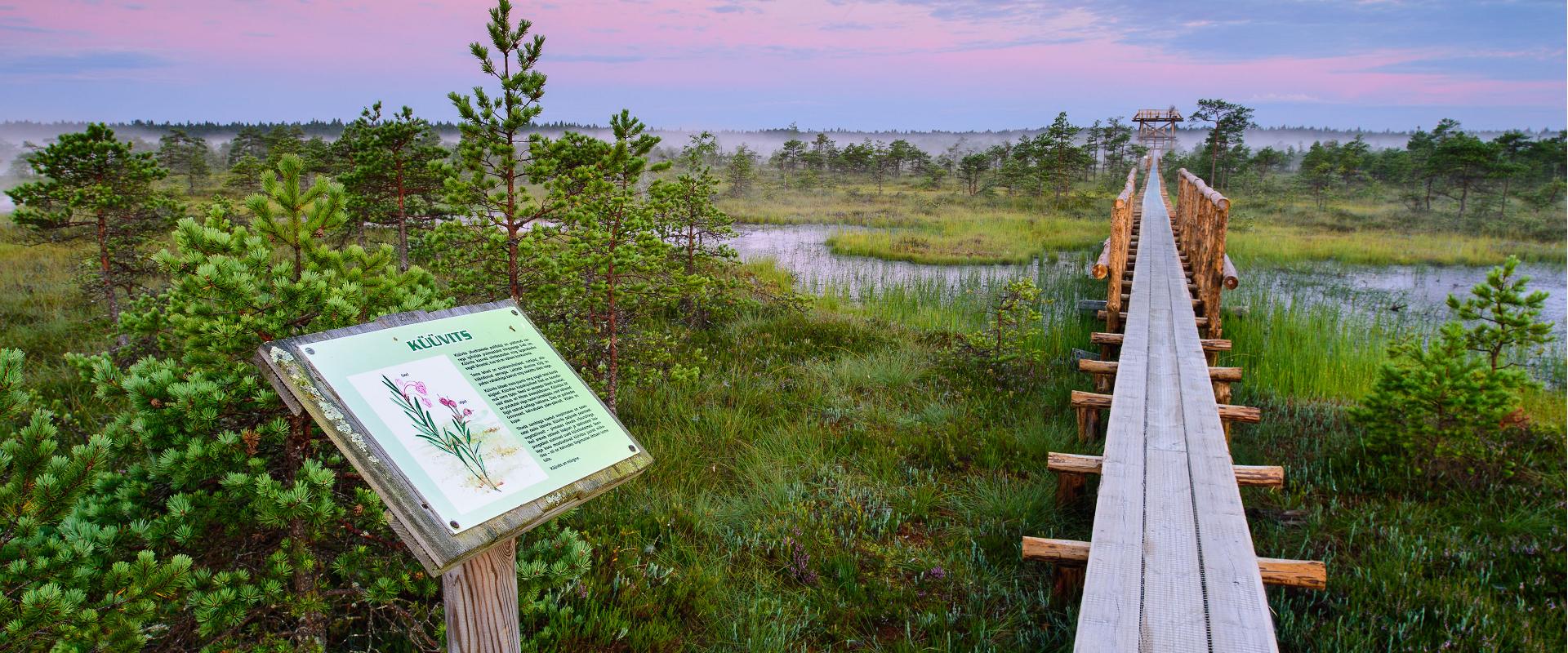 Männikjärv hiking trail