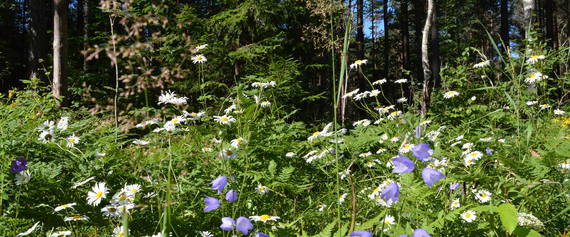 Viidumäe Study and Nature Trail