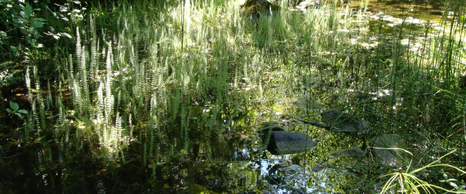 Wanderweg am See Prästvike