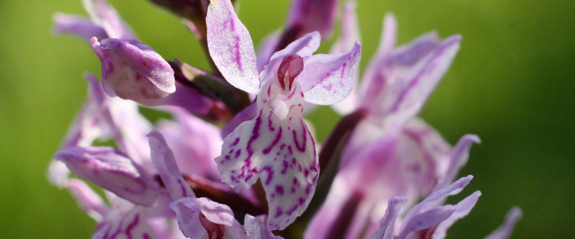 Kergesāres orhideju mācību dobe