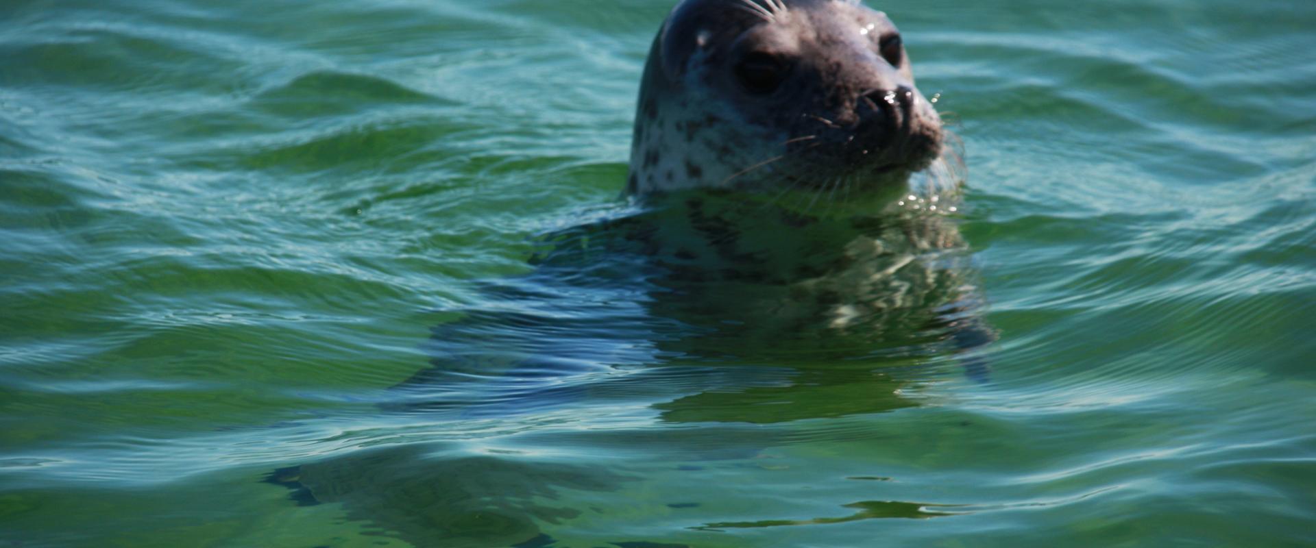 Seal observation trip in Hiiumaa