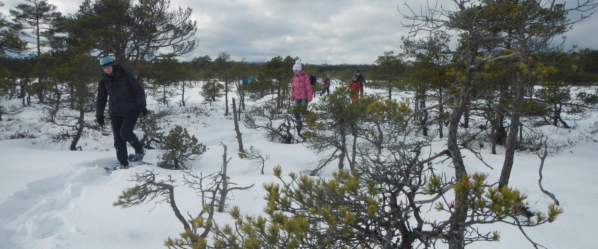 Snow shoes offer an excellent opportunity to hike in swamps and forests. You can enjoy the tranquility of a snow-covered forest and the unparalleled b