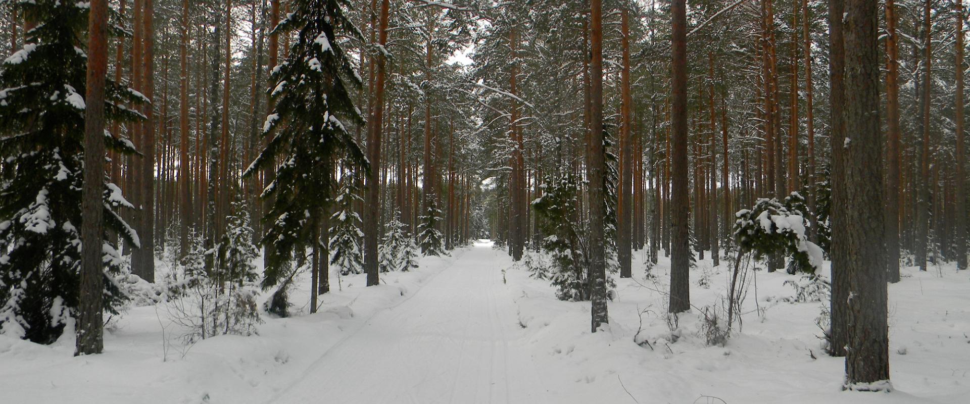 Skiing tracks and a sledge slope at Padise