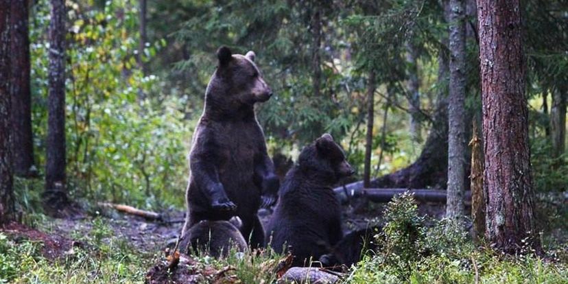 Pruunkarud, põdrad ja linnuränne