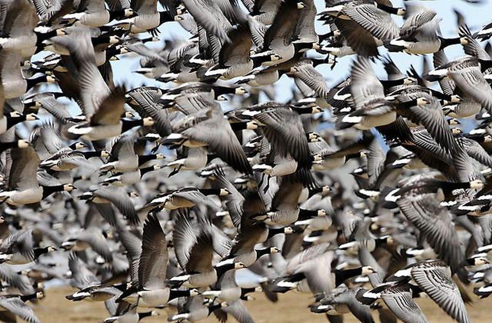 Brown Bears, The Elk Mating Game and Bird Migration