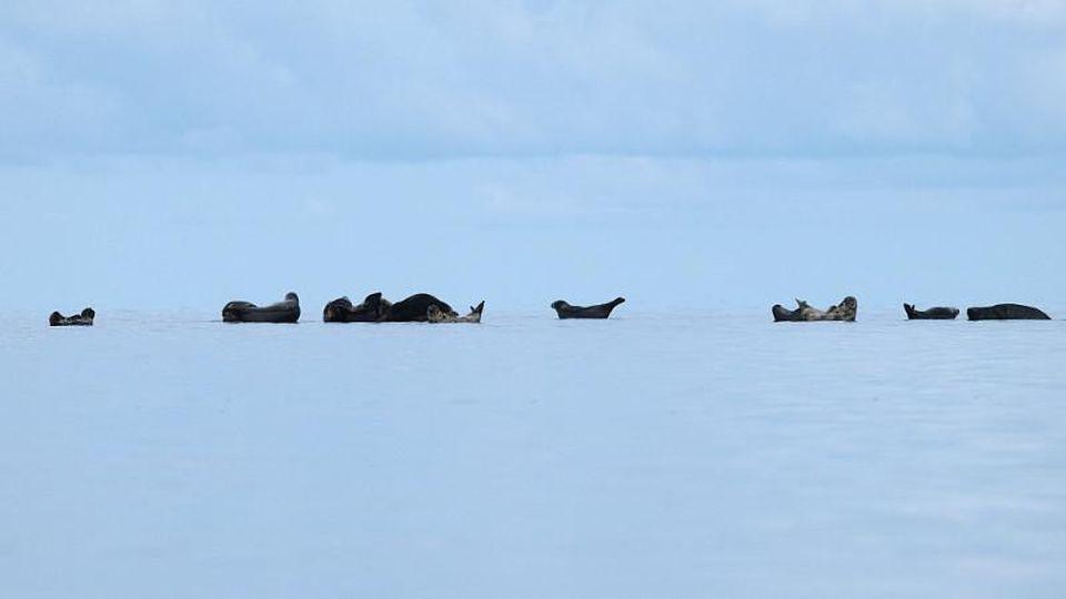 Brown Bears, The Elk Mating Game and Bird Migration