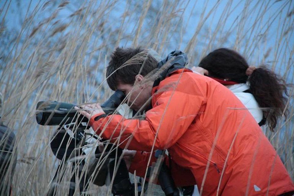 Brown Bears, The Elk Mating Game and Bird Migration