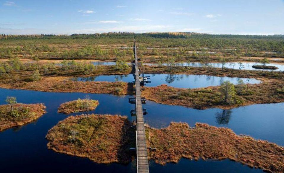 Brown Bears, The Elk Mating Game and Bird Migration