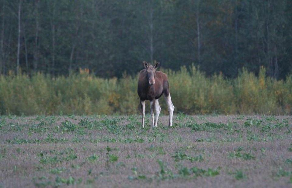 Brown Bears, The Elk Mating Game and Bird Migration