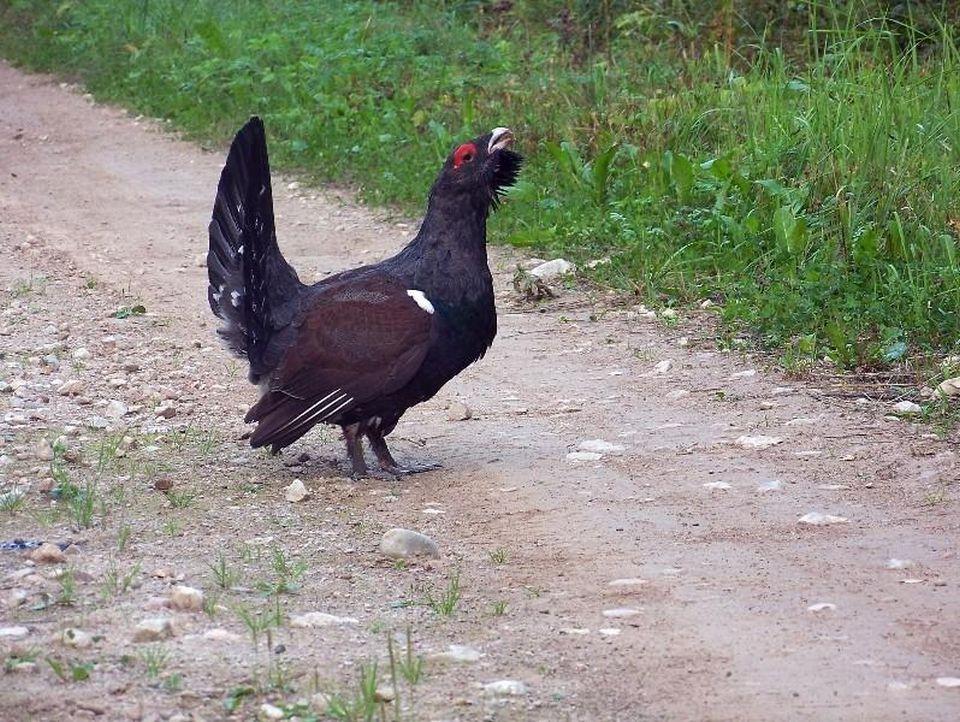 Brown Bears, The Elk Mating Game and Bird Migration