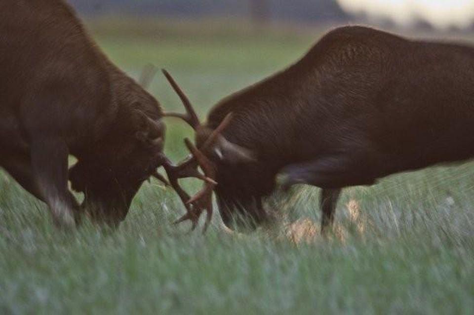 Brown Bears, The Elk Mating Game and Bird Migration