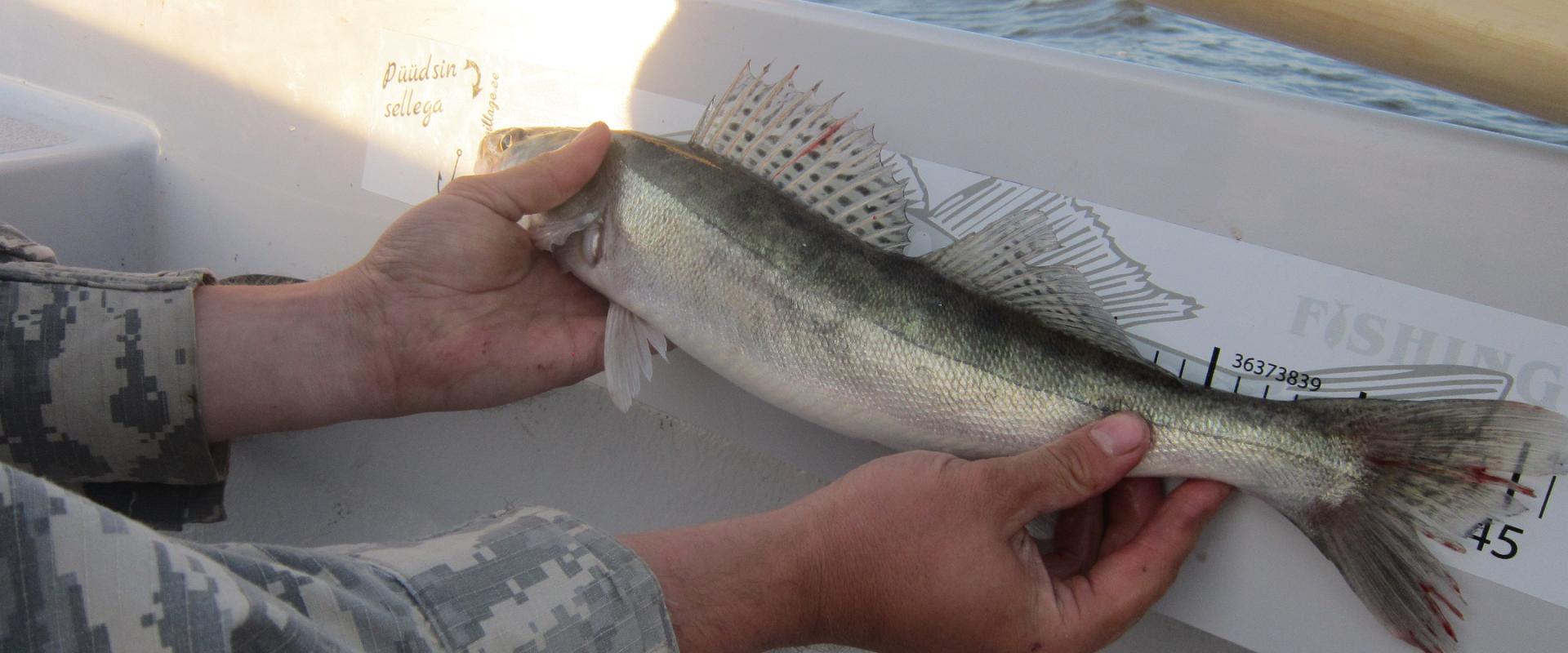 Guided fishing trip on Pärnu Bay or River Pärnu