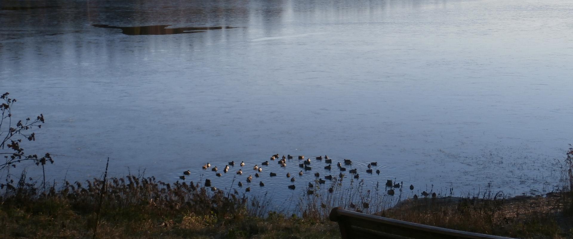 Porkuni järve linnud
