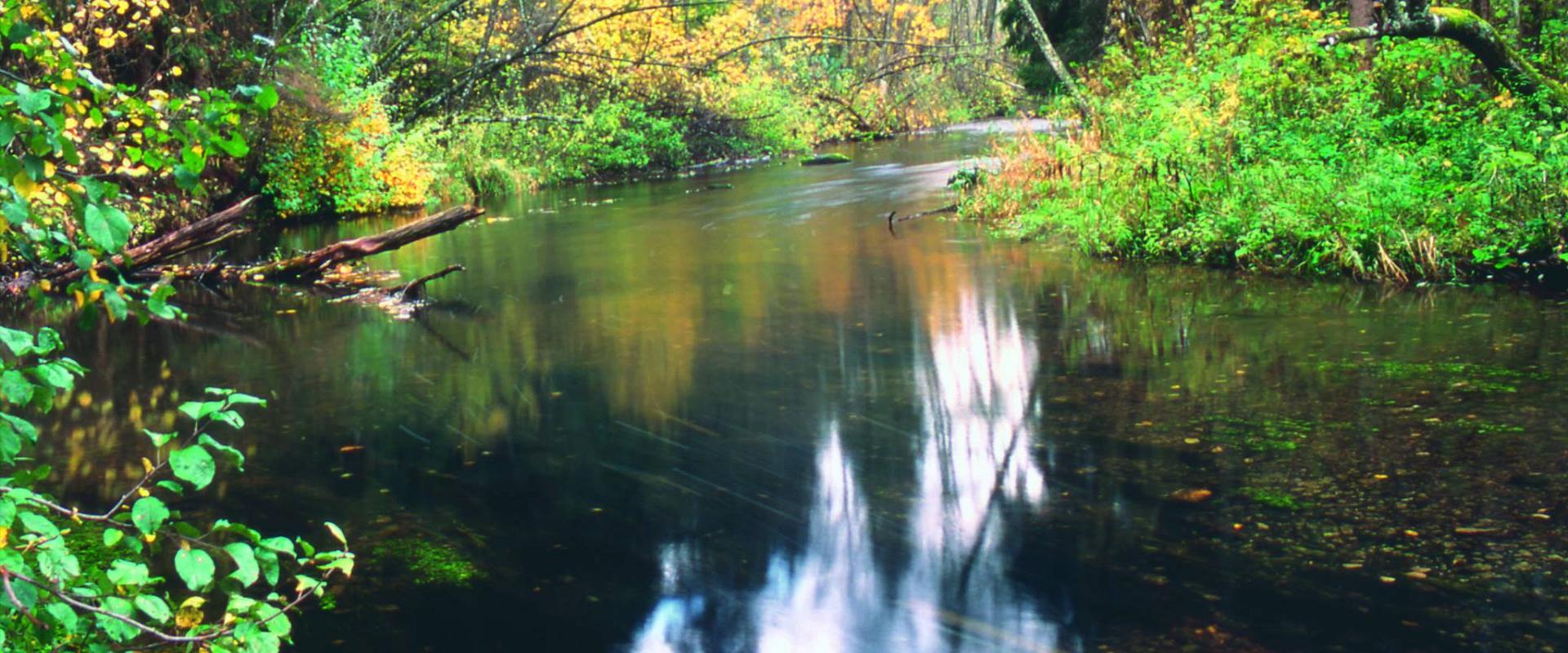 Canoe trip on River Elva